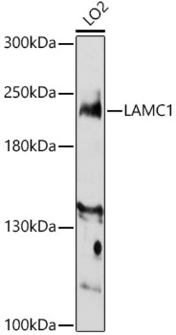 Invitrogen Laminin gamma-1 Polyclonal Antibody 100 &mu;L; Unconjugated:Antibodies,