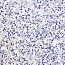 Invitrogen CD80 Polyclonal Antibody 100 &mu;L | Buy Online | Invitrogen&trade; | Fisher Scientific