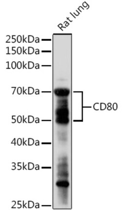 Invitrogen CD80 Polyclonal Antibody 100 &mu;L | Buy Online | Invitrogen&trade; | Fisher Scientific