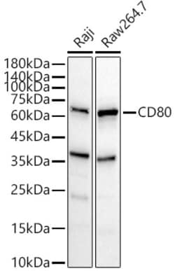Invitrogen CD80 Polyclonal Antibody 100 &mu;L | Buy Online | Invitrogen&trade; | Fisher Scientific