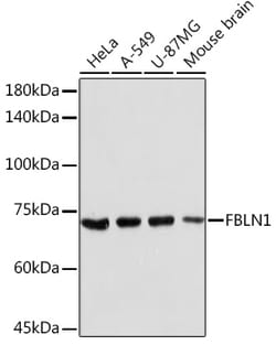 Invitrogen Fibulin 1 Polyclonal Antibody 100 &mu;L; Unconjugated:Antibodies,