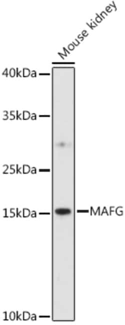 Invitrogen MAFG Polyclonal Antibody 100 &mu;L; Unconjugated:Antibodies,