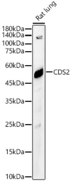 Invitrogen CDS2 Polyclonal Antibody 100 &mu;L; Unconjugated:Antibodies,
