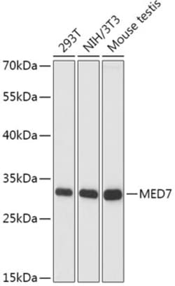 Invitrogen CRSP9 Polyclonal Antibody 100 &mu;L; Unconjugated:Antibodies,