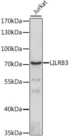 Invitrogen LILRB3 Polyclonal Antibody 100 &mu;L; Unconjugated:Antibodies,