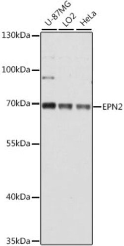 Invitrogen Epsin 2 Polyclonal Antibody 100 &mu;L; Unconjugated:Antibodies,
