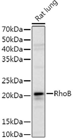 Invitrogen RhoB Polyclonal Antibody 100 &mu;L; Unconjugated:Antibodies,