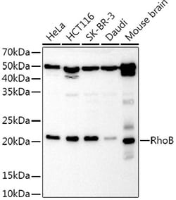 Invitrogen RhoB Polyclonal Antibody 100 &mu;L; Unconjugated:Antibodies,