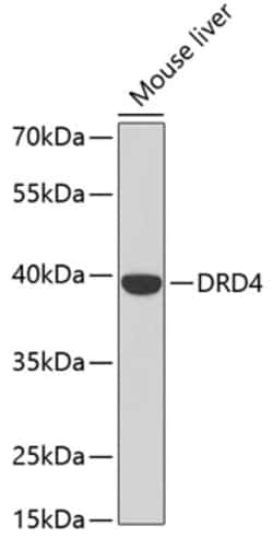 Invitrogen D4 Dopamine Receptor Polyclonal Antibody 100 &mu;L; Unconjugated:Antibodies,