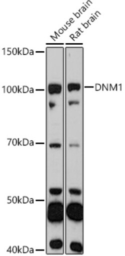 Invitrogen Dynamin 1 Polyclonal Antibody 100 &mu;L; Unconjugated:Antibodies,