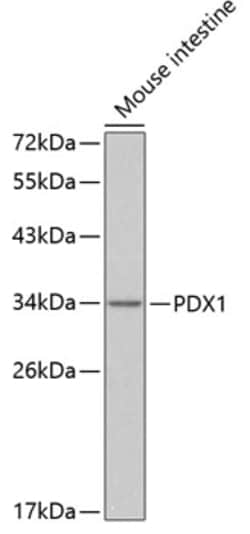 Invitrogen PDX1 Polyclonal Antibody 100 &mu;L | Buy Online | Invitrogen&trade; | Fisher Scientific