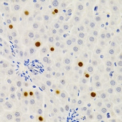 Invitrogen Gemin 2 Polyclonal Antibody 100 &mu;L; Unconjugated:Antibodies,