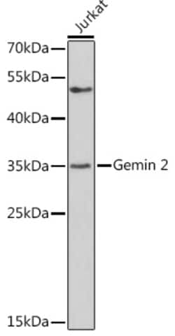 Invitrogen Gemin 2 Polyclonal Antibody 100 &mu;L; Unconjugated:Antibodies,