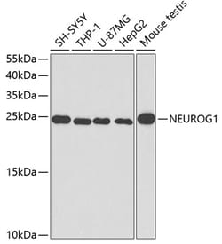 Invitrogen Neurogenin 1 Polyclonal Antibody 100 &mu;L; Unconjugated:Antibodies,