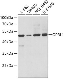 Invitrogen OPRL1 Polyclonal Antibody 100 &mu;L; Unconjugated:Antibodies,