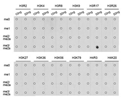 Invitrogen H3R17me2s Polyclonal Antibody 100 &mu;L; Unconjugated:Antibodies,