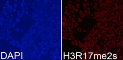 Invitrogen H3R17me2s Polyclonal Antibody 100 &mu;L; Unconjugated:Antibodies,