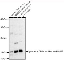 Invitrogen H3R17me2s Polyclonal Antibody 100 &mu;L; Unconjugated:Antibodies,