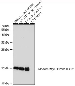 Invitrogen H3R2me1 Polyclonal Antibody 100 &mu;L | Buy Online | Invitrogen&trade; | Fisher Scientific