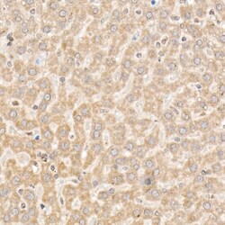 Invitrogen NLK Polyclonal Antibody 100 &mu;L; Unconjugated:Antibodies,