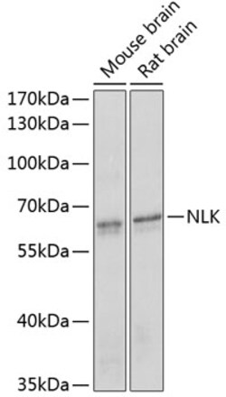 Invitrogen NLK Polyclonal Antibody 100 &mu;L; Unconjugated:Antibodies,
