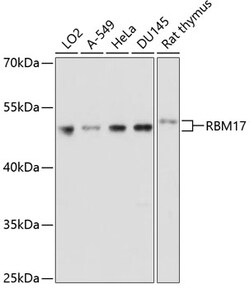 Invitrogen RBM17 Polyclonal Antibody 100 &mu;L; Unconjugated:Antibodies,