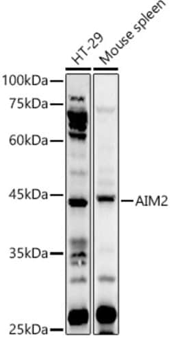 Invitrogen AIM2 Polyclonal Antibody 100 &mu;L; Unconjugated:Antibodies,