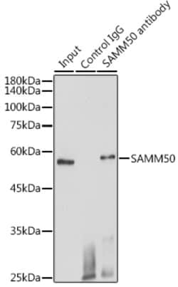 Invitrogen SAMM50 Polyclonal Antibody 100 &mu;L; Unconjugated:Antibodies,