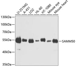 Invitrogen SAMM50 Polyclonal Antibody 100 &mu;L; Unconjugated:Antibodies,