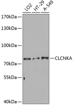 Invitrogen CLCNKA Polyclonal Antibody 100 &mu;L; Unconjugated:Antibodies,
