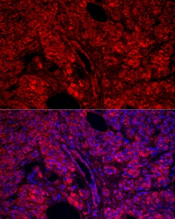 Invitrogen Carboxypeptidase A1 Polyclonal Antibody 100 &mu;L; Unconjugated:Antibodies,