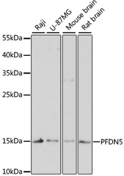 Invitrogen PFDN5 Polyclonal Antibody 100 &mu;L; Unconjugated:Antibodies,