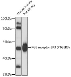 Invitrogen PTGER3 Polyclonal Antibody 100 &mu;L; Unconjugated:Antibodies,
