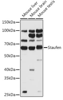 Invitrogen Staufen Polyclonal Antibody 100 &mu;L; Unconjugated:Antibodies,