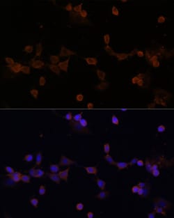 Invitrogen UBE2L3 Polyclonal Antibody 100 &mu;L; Unconjugated:Antibodies,
