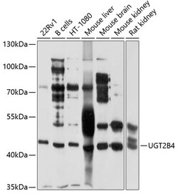 Invitrogen UGT2B4 Polyclonal Antibody 100 &mu;L; Unconjugated:Antibodies,