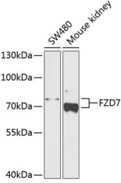 Invitrogen FZD7 Polyclonal Antibody 100 &mu;L; Unconjugated:Antibodies,