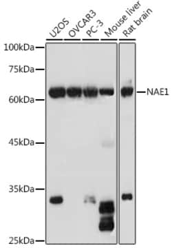 Invitrogen NAE1 Polyclonal Antibody 100 &mu;L; Unconjugated:Antibodies,