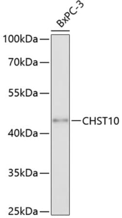Invitrogen CHST10 Polyclonal Antibody 100 &mu;L; Unconjugated:Antibodies,