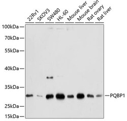 Invitrogen PQBP1 Polyclonal Antibody 100 &mu;L; Unconjugated:Antibodies,
