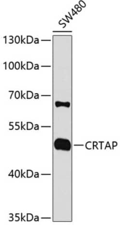 Invitrogen CRTAP Polyclonal Antibody 100 &mu;L; Unconjugated:Antibodies,