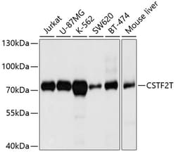 Invitrogen CSTF2T Polyclonal Antibody 100 &mu;L; Unconjugated:Antibodies,