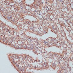 Invitrogen MOB4 Polyclonal Antibody 100 &mu;L; Unconjugated:Antibodies,