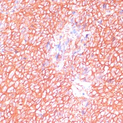 Invitrogen MOB4 Polyclonal Antibody 100 &mu;L; Unconjugated:Antibodies,