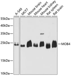 Invitrogen MOB4 Polyclonal Antibody 100 &mu;L; Unconjugated:Antibodies,