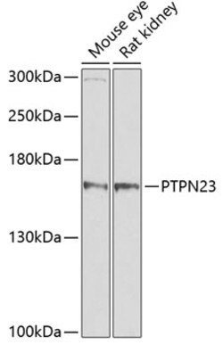 Invitrogen PTPN23 Polyclonal Antibody 100 &mu;L | Buy Online | Invitrogen&trade; | Fisher Scientific