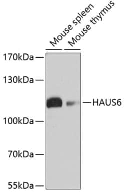 Invitrogen HAUS6 Polyclonal Antibody 100 &mu;L; Unconjugated:Antibodies,