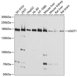 Invitrogen UGGT1 Polyclonal Antibody 100 &mu;L; Unconjugated:Antibodies,