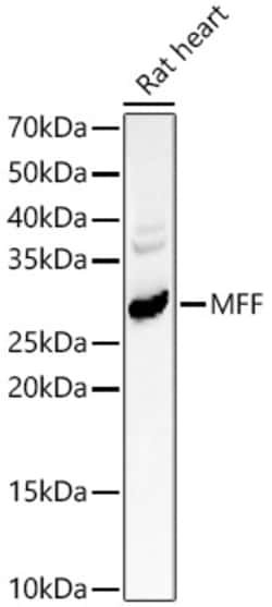 Invitrogen C2orf33 Polyclonal Antibody 100 &mu;L; Unconjugated:Antibodies,