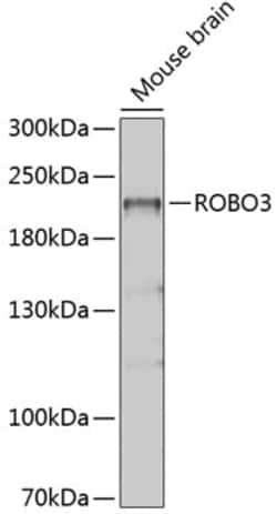Invitrogen ROBO3 Polyclonal Antibody 100 &mu;L; Unconjugated:Antibodies,